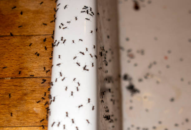 Pest Control for Restaurants in Tumwater, WA